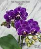 Phal. Reyoung Ultra Violet